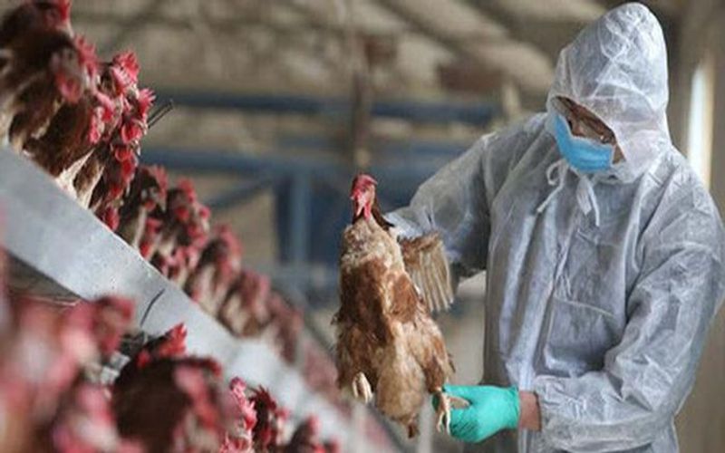 Prime Minister urges fight against avian flu in Vietnam