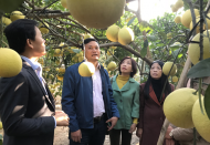 Hanoi to spend $10.7m on developing special pomelo varieties