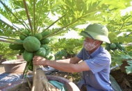 Papaya bonsai to adorn Vietnamese traditional Lunar New Year