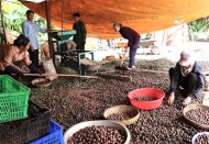 Vietnam’s macadamia export to hit $2.5 billion by 2050