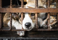 Vietnam gives serious thought to dog meat consumption issue