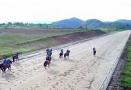 Hanoi seeks public opinion on Soc Son horse racecourse