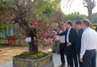 Hanoi hosts first Tet peach blossom contest