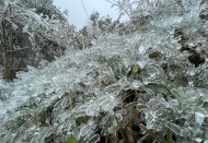 Vietnam's northern mountainous area frozen in white frost