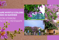 Crape myrtle colors Hanoi in summer, leaving stunning scenery for photograph