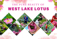 The pure beauty of West Lake lotus