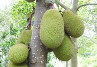 Hanoi expands jackfruit plantations