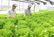 Hanoi steps up organic farming for sustainable agriculture