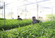 Hanoi's agriculture sector determined to exceed goals