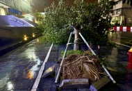 Hanoi aims to clear fallen trees by September 12