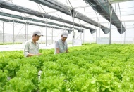 Urban farming initiatives transform Hanoi's agriculture