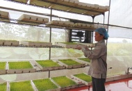 Hanoi to expand agricultural cooperatives for sustainable growth by 2030