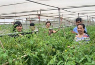 Hi-tech farms to drive Hanoi’s agricultural growth