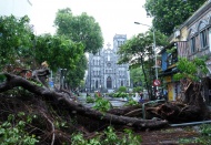 Hanoi to auction 36,000 trees damaged by Super Typhoon Yagi