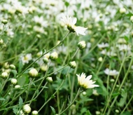 Ox-eye Daisy garden in Hanoi attracts thousands of visitors 