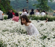 Ox-eye daisy garden in Hanoi attracts visitors