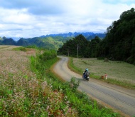 Capturing enthralling pinky buckwheat flowers in Ha Giang this November