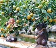 Gardeners in Hanoi gear up preparing bonsai trees for upcoming Tet holiday