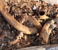 Vietnam seizes two tons of ivory, pangolin scales