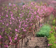 Nhat Tan peach trees in full blossom to welcome Tet