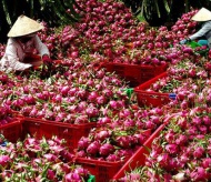 Vietnam agricultural sector considered most vulnerable to nCoV