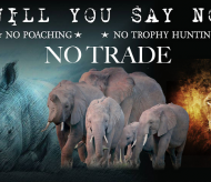 NGOs call for tougher action against illegal wildlife trade amid Covid-19 spread