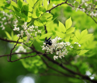 Hanoi looks charming with iconic flower of March