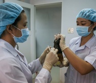 Vietnam tests Covid-19 vaccine on mice