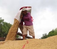 Vietnam may become world’s leading rice exporter in 2020: Minister