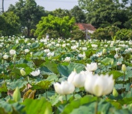 Irresistible beauty of white lotus flowers in Hanoi