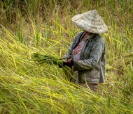 Keeping Asia and the Pacific fed during the pandemic