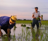 Hanoi farmers switch to night work to avoid burning sun