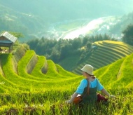 Where to see ripening rice fields in North Vietnam