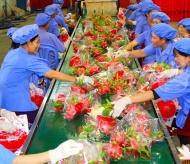 Vietnamese agricultural exports to EU soar on EVFTA