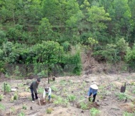 Vietnam's nationwide forest coverage reaches 42%: Minister