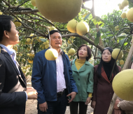 Hanoi to spend $10.7m on developing special pomelo varieties