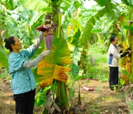 Hanoi strives to export 30% of its annual banana output in 2021-25