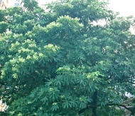 Blackboard tree blossom in the fresh air of Hanoi's autumn