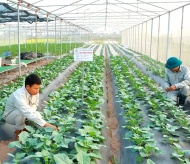 Vietnam and international partners boost cooperation on agriculture