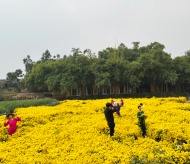 Ho Tay Flower Valley: An ideal venue to take photos in Hanoi