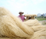 Exploring prolific vermicelli production in Hanoi’s ancient village