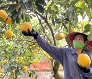 Harvesting Dien grapefruit in Hanoi