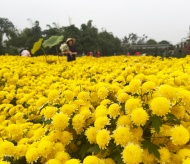 Ho Tay Flower Valley: An ideal destination for flower lovers in Hanoi 