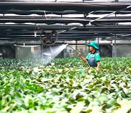 Vietnam agro-forestry-fisheries exports record impressive growth 