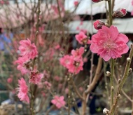 Hanoians enjoy beautiful peach blossom in cold days