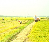 Vietnam continues restructuring rice cultivation