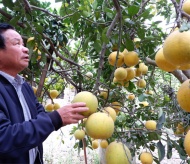 Dien Pomelo - a precious fruit delicacy of Hanoi