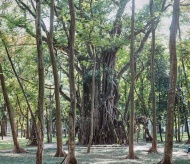 A peaceful and green oasis in the heart of Hanoi