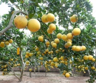 Dien Pomelo – the meaningful valuable gift for Tet holiday 