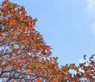 Snapshots of beautiful tropical almond leaves in Hanoi's Imperial Citadel